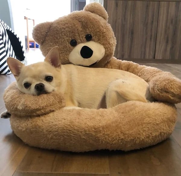 CozyPaws™ Ultimativer Komfort für Haustiere