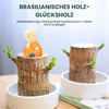 Glücksbringer Brasilholz Topfpflanze – Luftreinigend & Wohlstandsfördernd